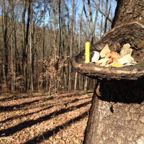 Mini-altar cradled on a tree in the woods