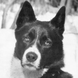 Blechok, Yulia's childhood dog