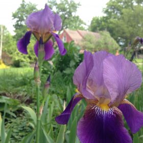 Irises at Gentle Heart Yoga and Wellness in Bloomington Indiana
