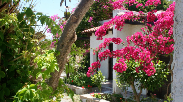Pink flowers on a bush in Greek Islands for Greek Goddess Getaway