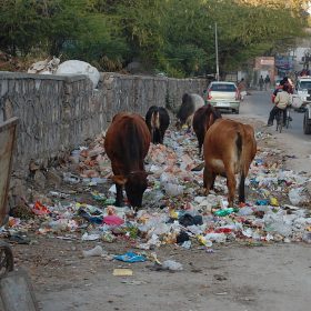 Cows in Jaipur, Gujarat eating trash