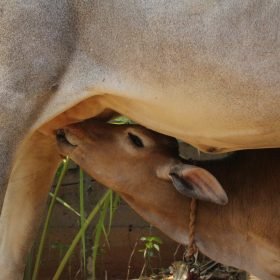 In harmony with nature: mother cow with a baby drinking her milk in a natural way