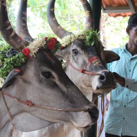 In harmony with nature: two cows at a cow puja at Vaidyagrama
